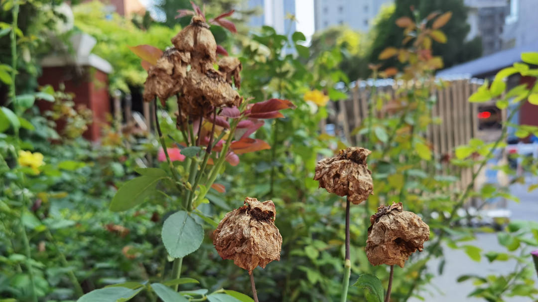 花残了依然要紧紧拥抱在一起_手机搜狐网