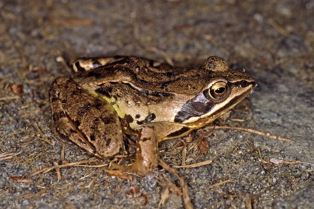 虎纹蛙(学名:tiger frog)又叫水鸡,田鸡,青鸡,虾蟆,是无尾目蛙科虎纹