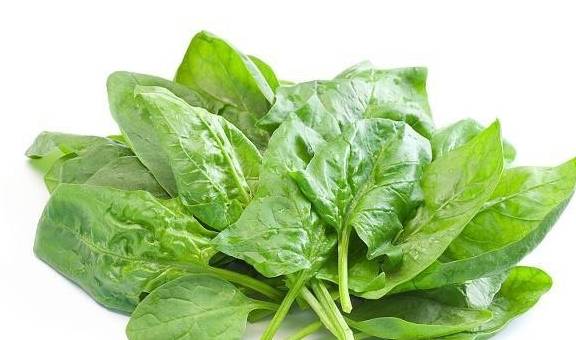 菠菜是什么季节才有 0e7152a7cad841f8a4f4acf7e331093d.jpeg