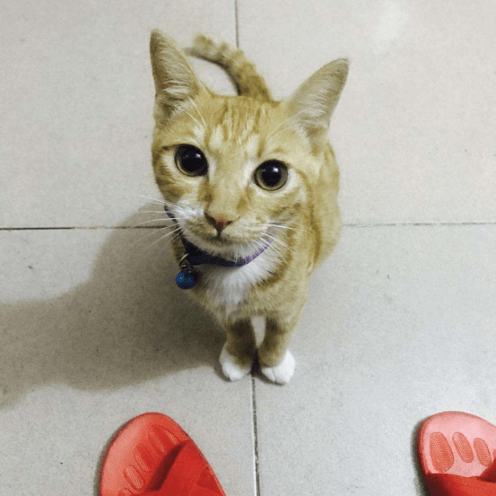 怎么看小猫有没有猫传腹 499ba43abf85421b92b48e3c59871750.png