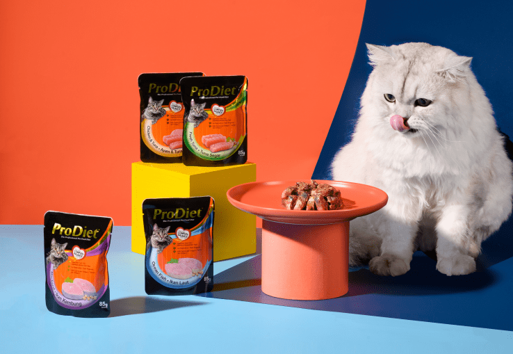 ProDiet博黛:用正确的方式关爱流浪猫 ProDiet博黛:用正确的方式关爱流浪猫