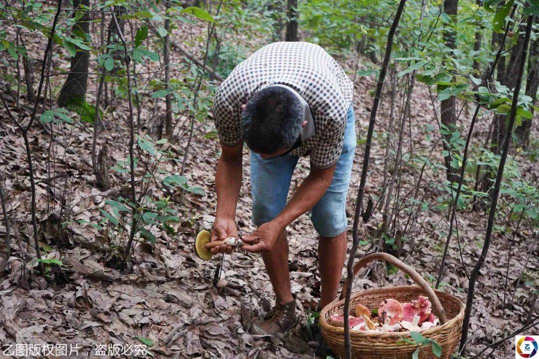 孩子|却发现总赶不上孩子花钱速度爷爷每天带病进山采蘑菇挣钱救孙子