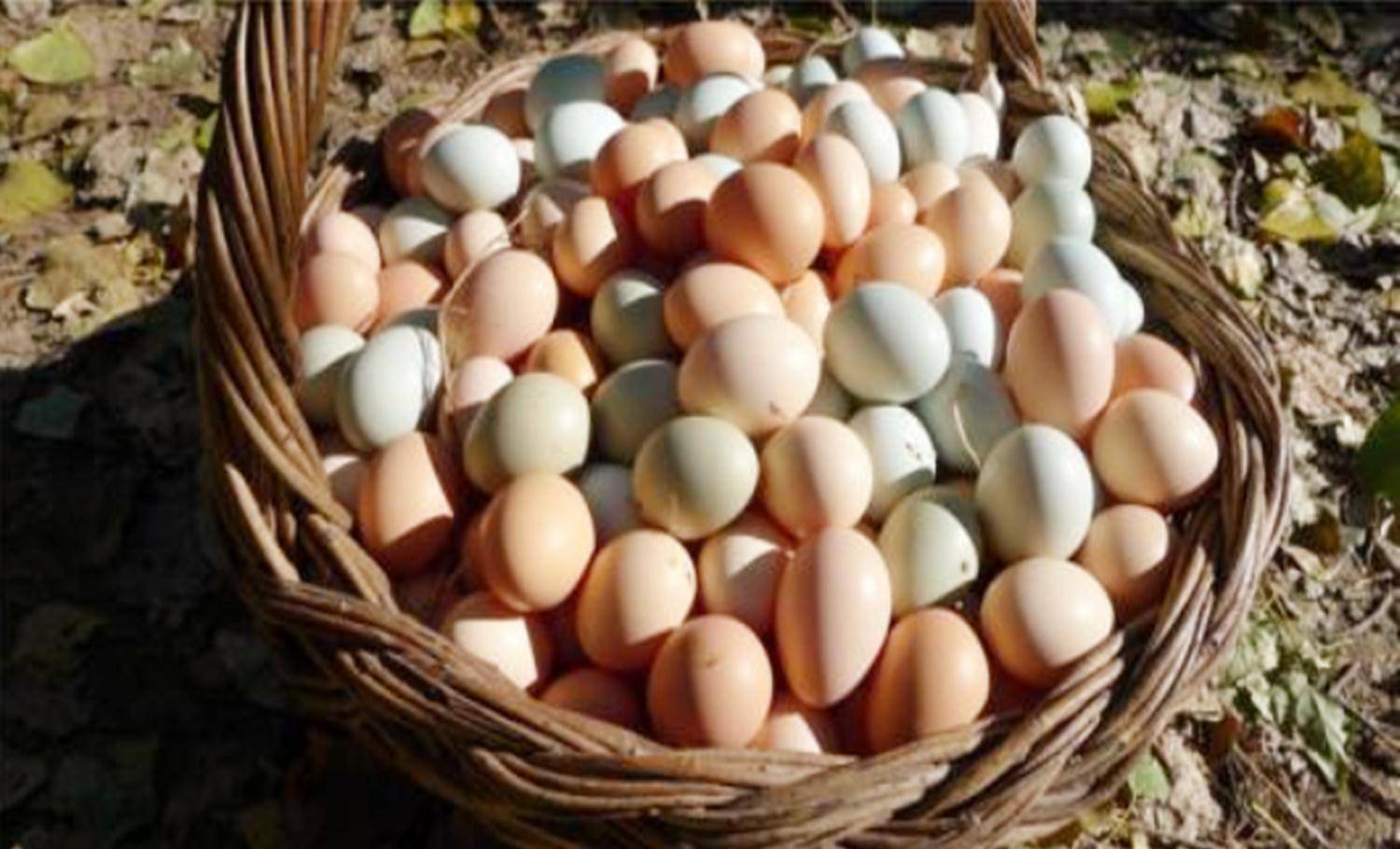  孕妇吃鸡蛋好处多多，但你真吃对了吗？