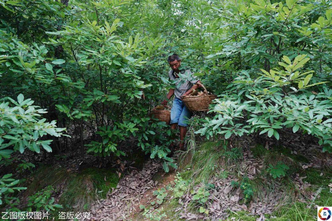 孩子|却发现总赶不上孩子花钱速度爷爷每天带病进山采蘑菇挣钱救孙子