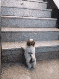 c85ea2a2125849069af3fbe398dec5f4.gif