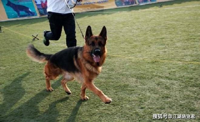 什么样的人喜欢养德牧 73c4316bc36e4a3383e801da2296f07d.jpeg