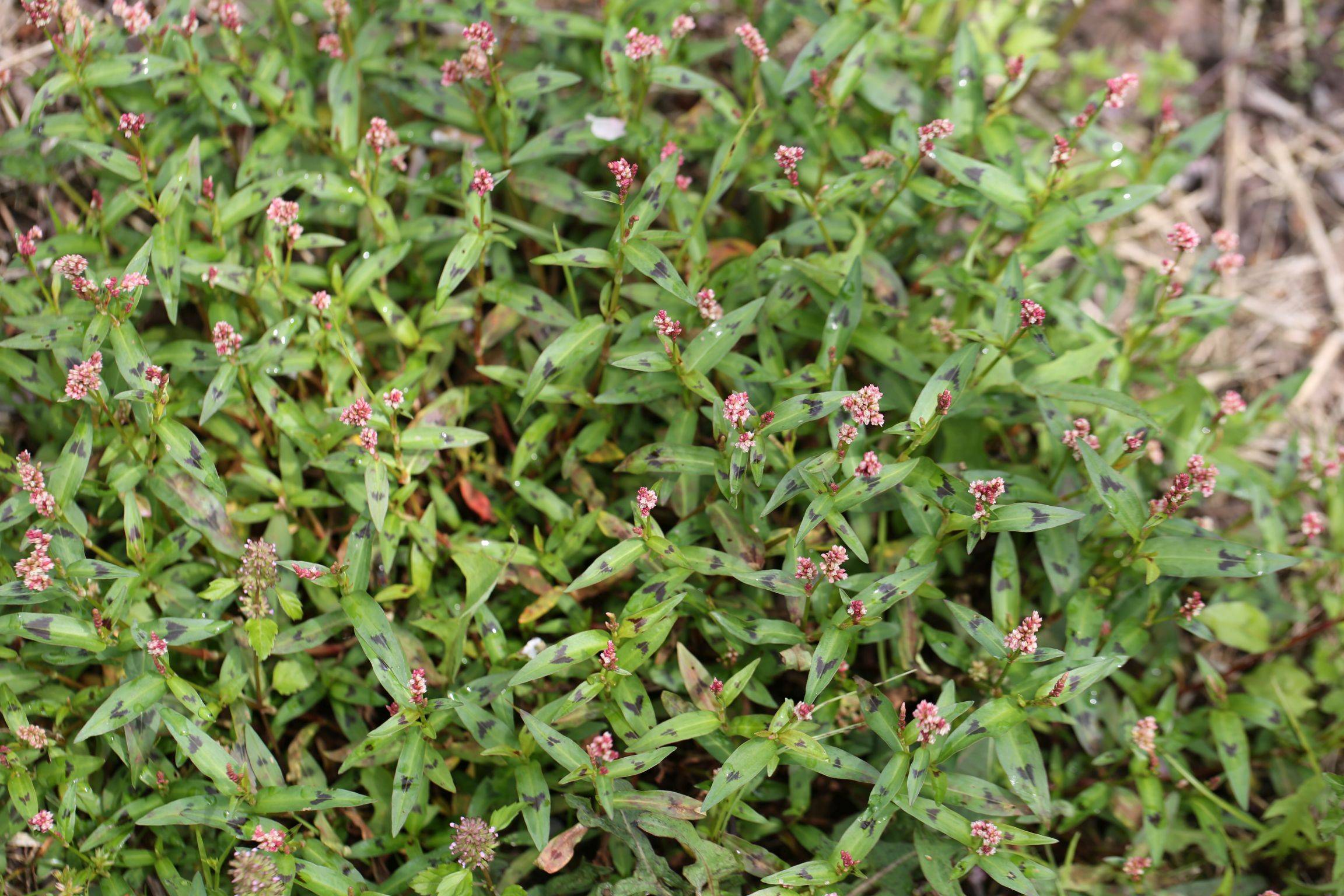 庆元植物1252-蓼科-蓼属-柔茎蓼