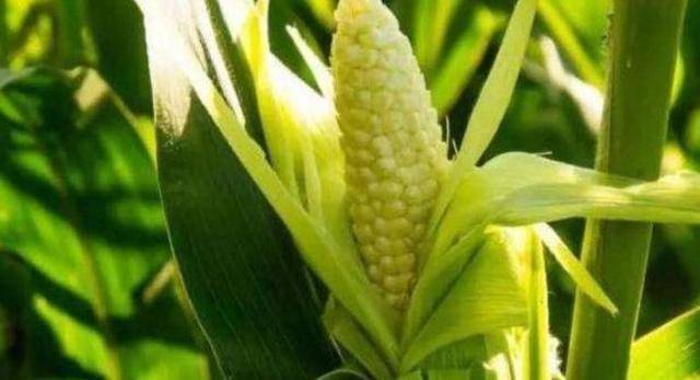 毒素|坚持吃4种食物，疏通血管，清理体内毒素女性到了中年