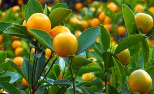 肌肤|美容养颜、延缓衰老，令肌肤保持光泽美丽适合女性吃的食物