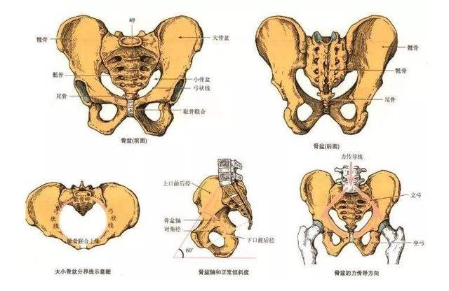 在怀孕和分娩的时候,韧带会松弛,骨盆中的耻骨联合部位会打开,便于