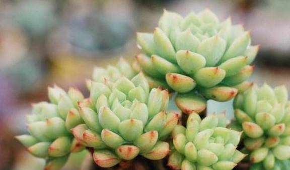 多肉多长时间浇一次水 9f049e138e044b68aab000af4284b5b5.jpeg