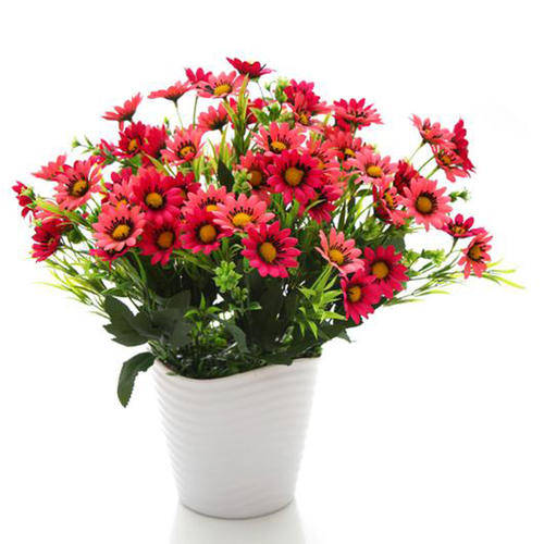 秋天|里边加点“料”，不用担心花烂根啦！秋天给植物换盆