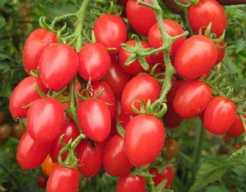 现在可以种西红柿和辣椒吗 fdd15557cc2a473a8c19d3e8db88abec.jpeg