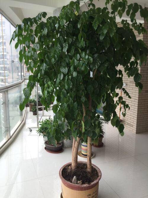 什么人不能养幸福树 5a869d518a404d2b8916faab9761a1ca.jpeg