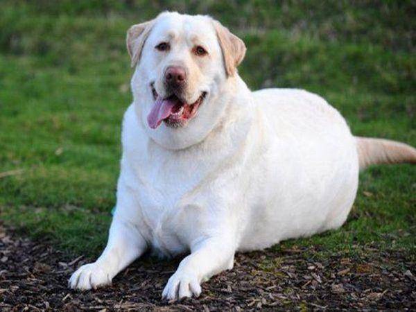 狗狗怎么喂才能又大又肥拉布拉多 6cc0f6ee9a2d42e5a34c43337bee7d39.jpeg