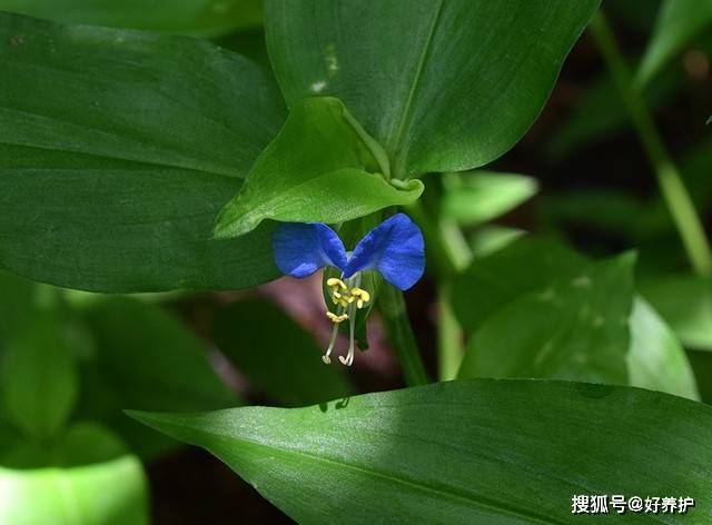 鸭拓草,曾经不起眼的它,如今20元一斤