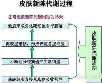 艾芙芷指南利用皮肤新陈代谢周期让护肤品发挥最大功效