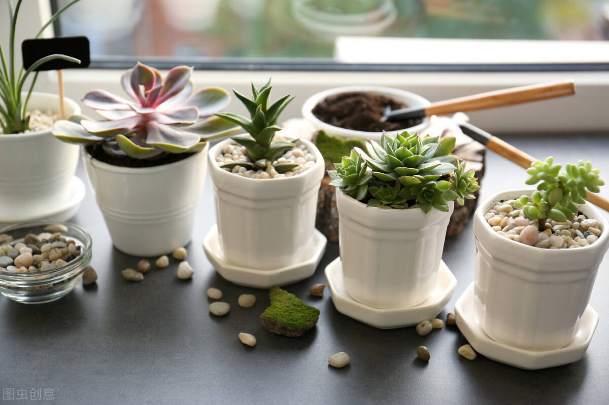 怎么养花才不会把花养死 0362e615bacd4b36b20f566da68ebd1a.jpeg