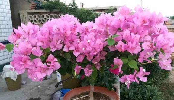 如何修剪三角梅才能开花多 2e88d6627d914a79b194df7b2c26b38a.jpeg