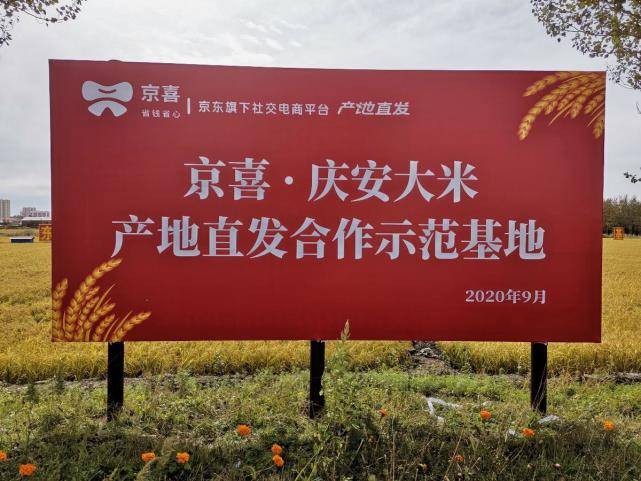 庆安|京喜携手庆安大米产业带 采购包销大米500吨
