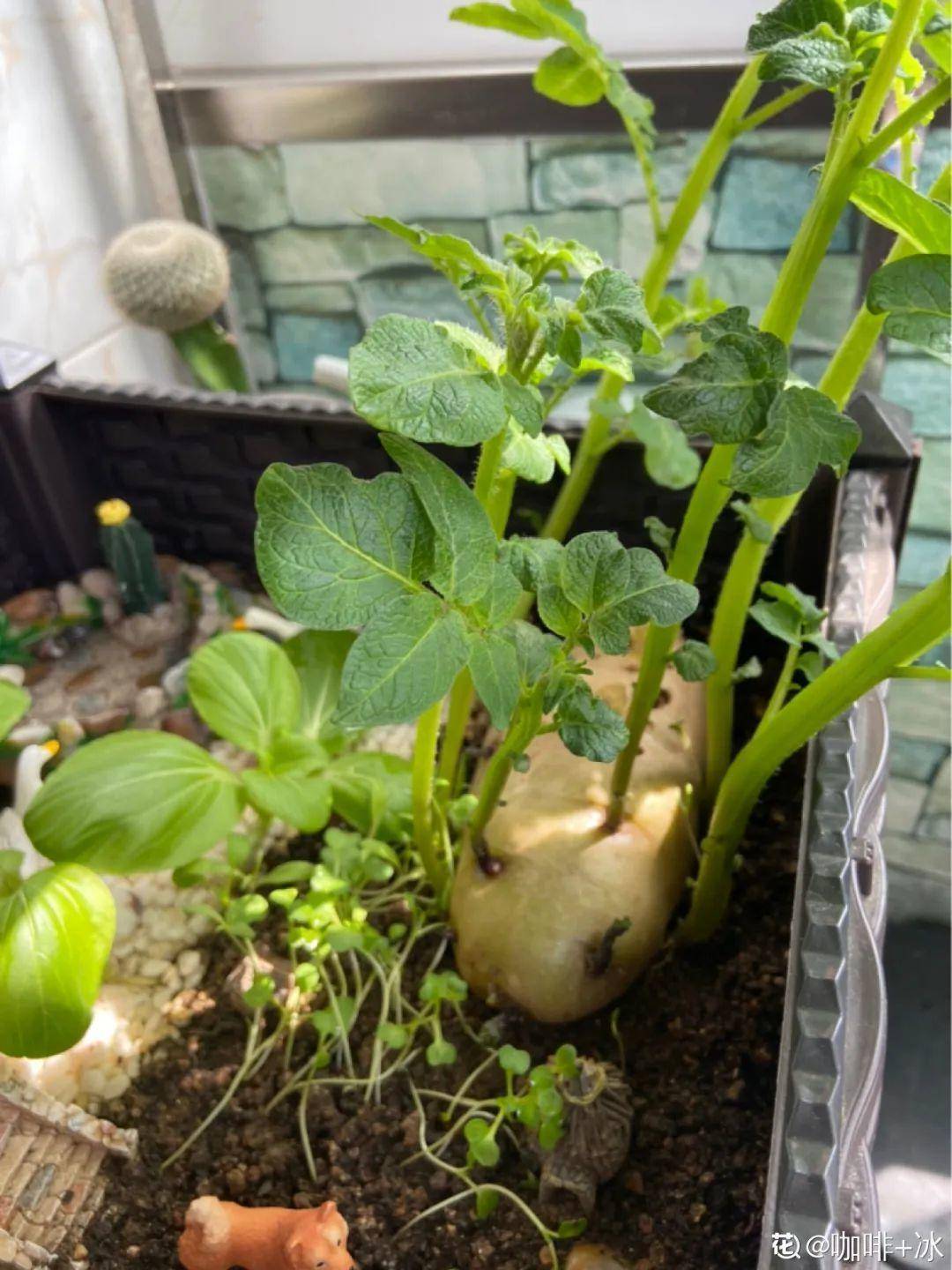 红薯|山药杆竖着都能长···还有啥不能养？玉米棒子活了