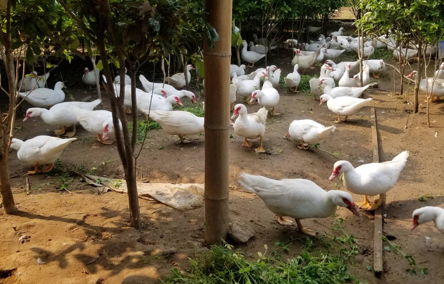 当代四大名厨陈绪荣隆重推介家乡湖北阳新地标产品阳新屯鸟