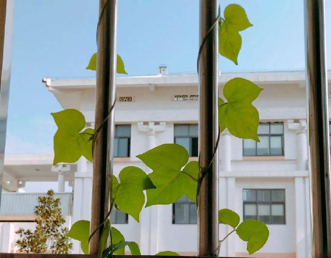 红薯|山药杆竖着都能长···还有啥不能养？玉米棒子活了