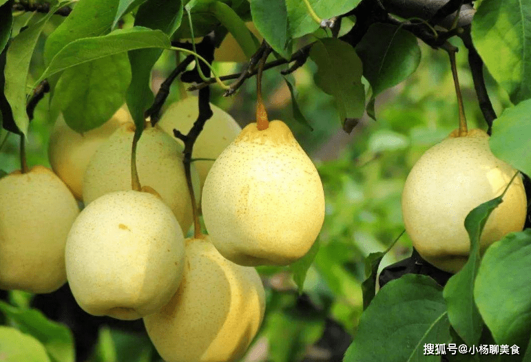 佛手瓜怎么吃更甜 811532e97c1645c2b341dd9b5c9ff564.png