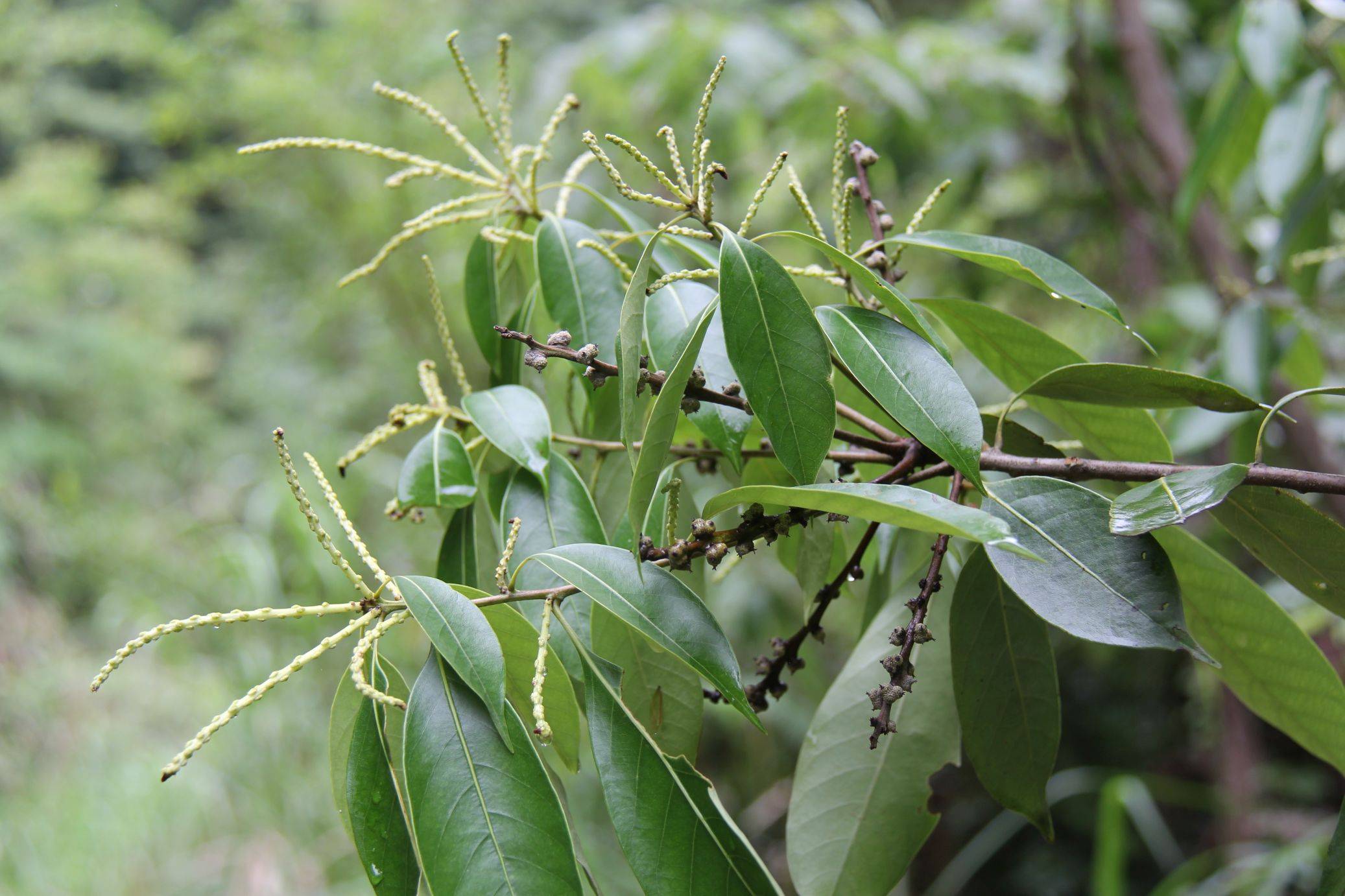 庆元植物1258壳斗科柯属柯石栎