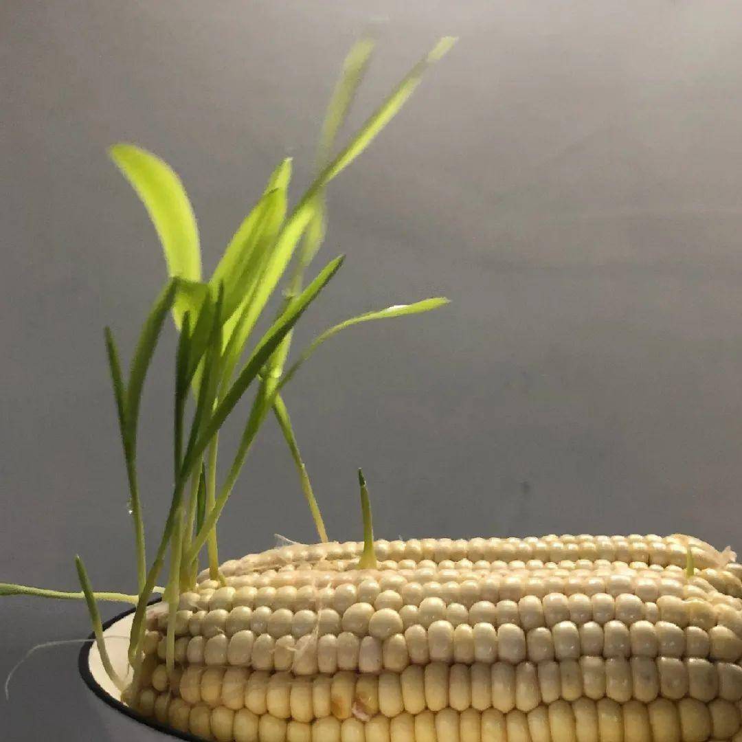 红薯|山药杆竖着都能长···还有啥不能养?玉米棒子活了