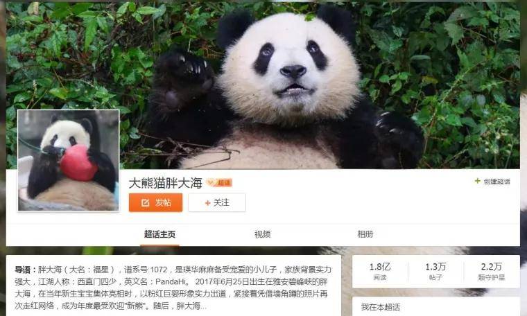 这只萌萌的大熊猫也吸引了不少网友关注,"大熊猫胖大海"的微博超话