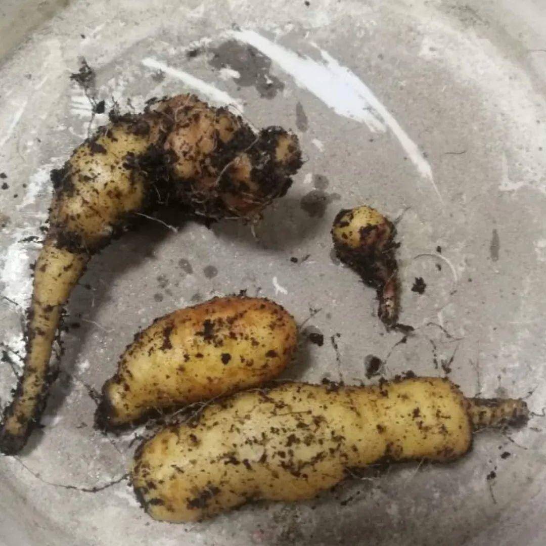 红薯|山药杆竖着都能长···还有啥不能养？玉米棒子活了