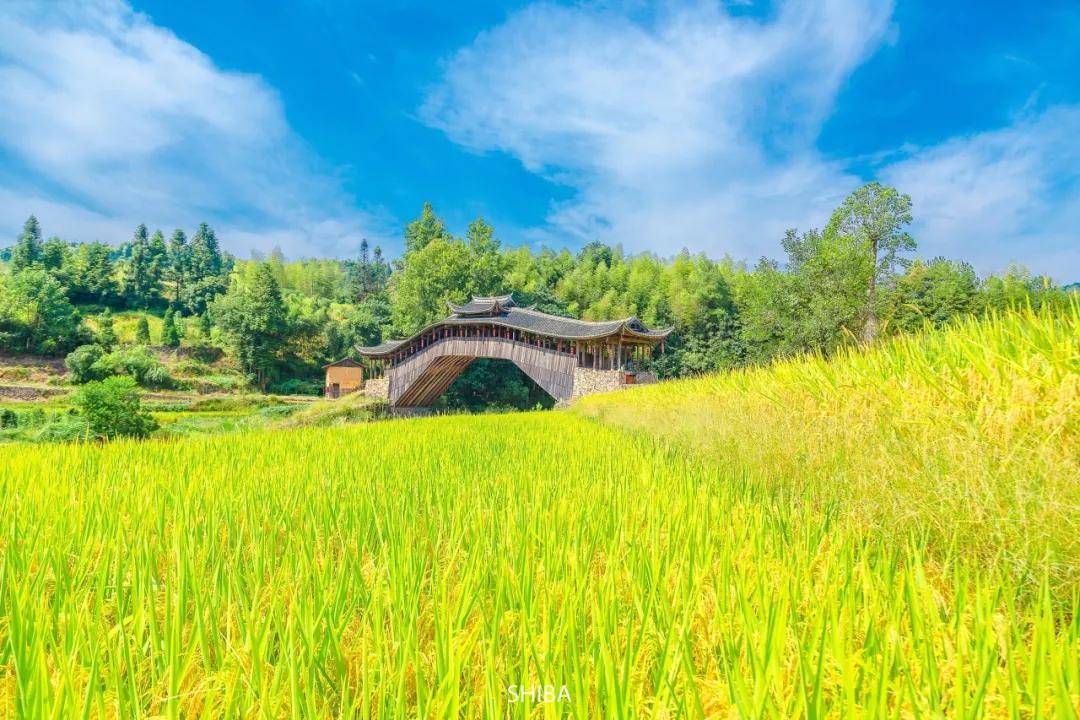 秋天,一定不要错过泰顺的这片乡村田野._稻田