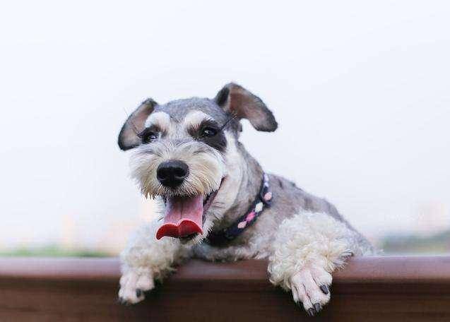 雪纳瑞智商排名_雪纳瑞造型图片(3)