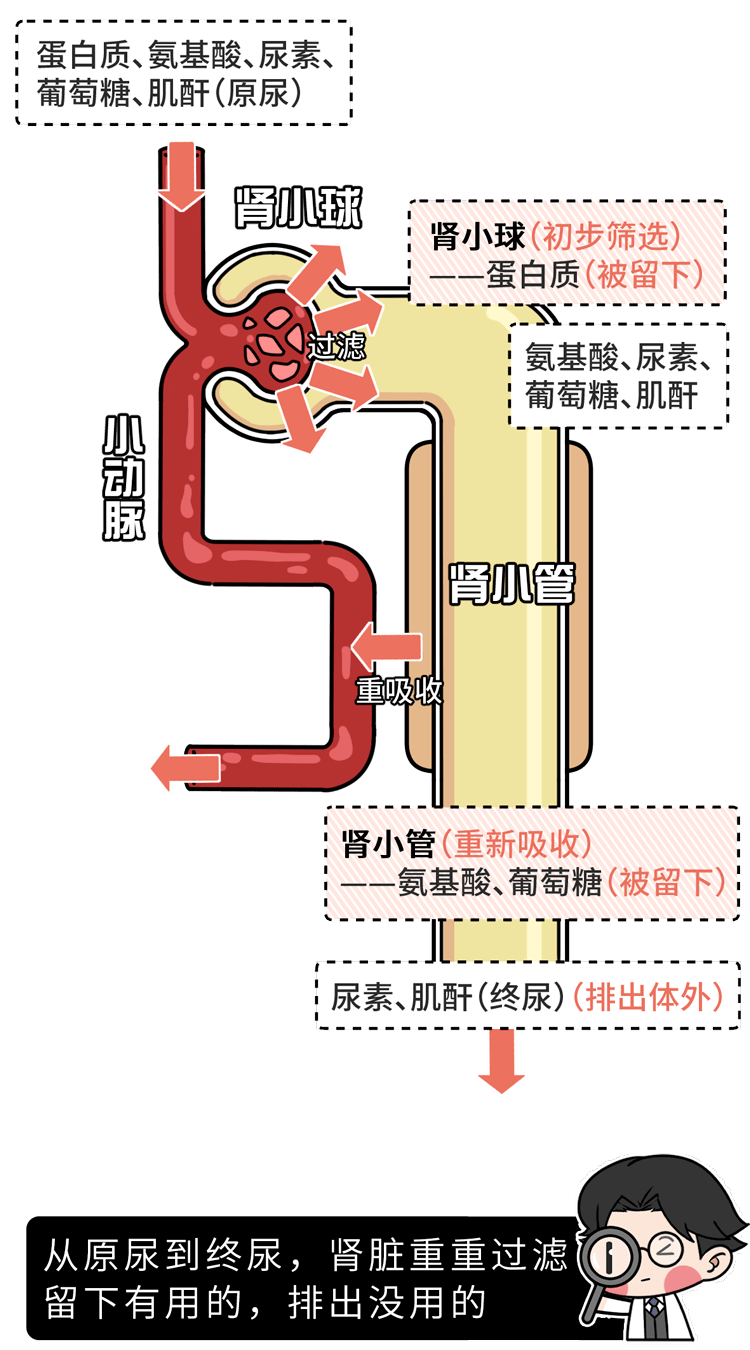 然后将其排泄到尿液中正常的肾脏能够过滤掉血液中的废物你的肾还好吗