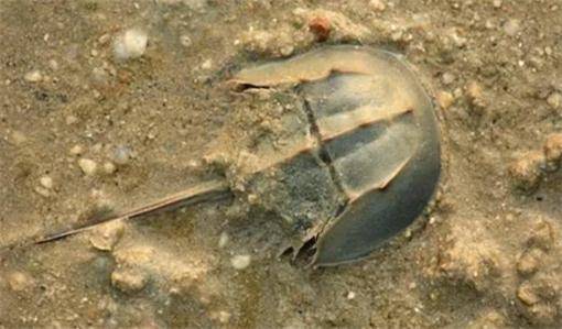 蓝色血液的鲎的血有什么用 0b98f9af5e9348df81d3e29b2b12a72b.jpeg