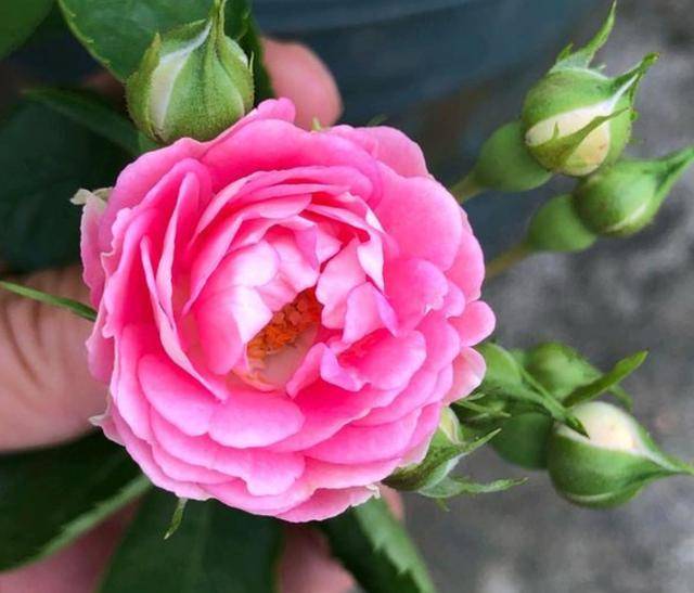 地栽月季花怎么施肥 2367fba50cc84ad7b02b0398de18f9ea.jpeg