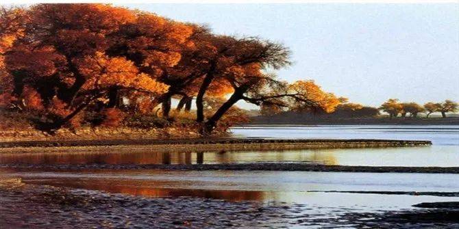 新疆喀什巴楚县城9公里处 06 沙雅胡杨林 地理位置:新疆阿克苏沙雅县