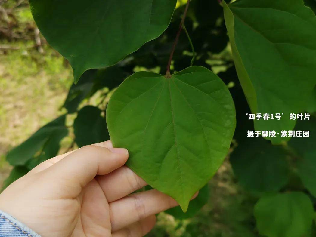 国内外紫荆属植物叶子特写 (集锦)