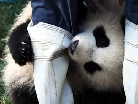 木架|竟然软硬兼施：奶爸，别走，陪宝宝玩！熊猫宝宝为了留住奶爸