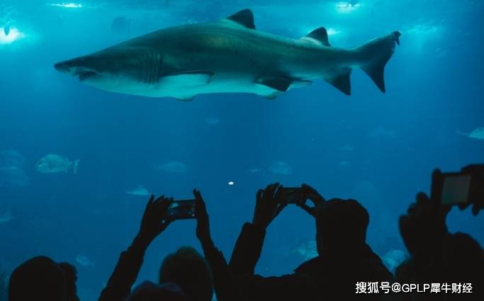 丁霞|大连圣亚管理层内斗升级 五位副总联辞“逼宫”