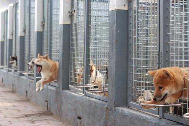 一位帮助过500位朋友鉴定柴犬,购买柴犬的,犬舍主理人的自白