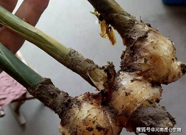 生姜根腐病怎么办?黄叶死苗怎样防治?抗重茬用什么药?