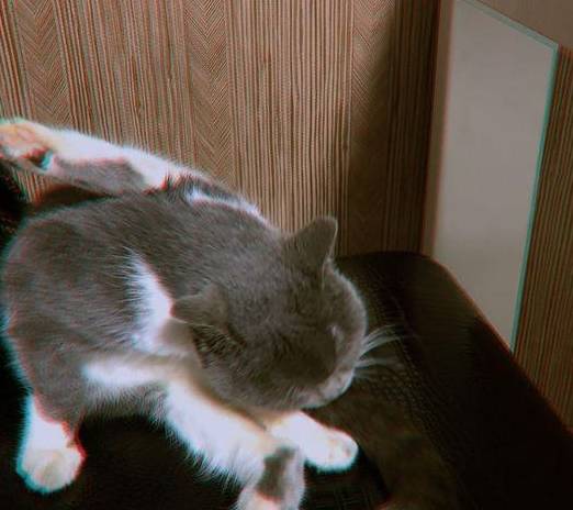 猫去世前会做什么事 22dbfc8a32b640d4af7b213f280347b7.jpeg