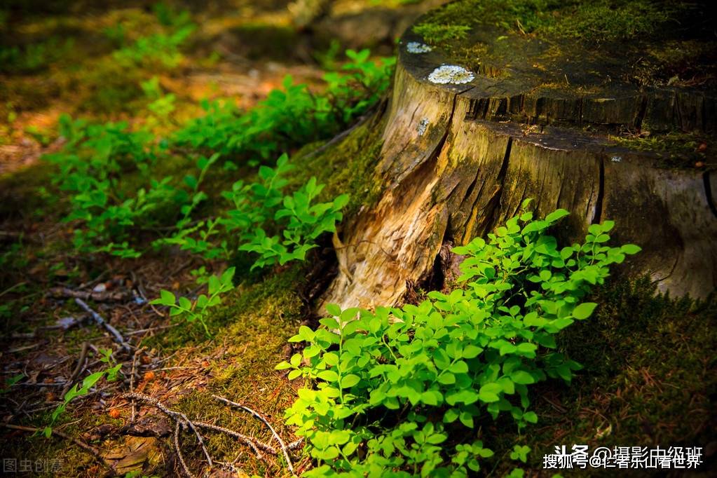 亚新体育图解十五种构图方法摄影新手必备的十五种经典构图技巧(图3)