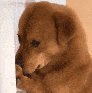 郭碧婷|比奚梦瑶、郭碧婷都惨的“豪门弃妇”，43岁颜值回春、好会do！