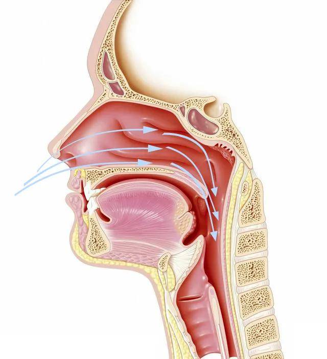 隔出三条鼻道的是三个鼻甲,每条鼻道上的鼻甲分别叫上,中,下鼻甲.