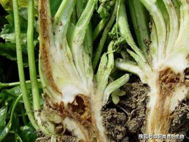 芹菜抗重茬怎样防治黄叶死苗用什么药枯萎黄萎病用什么好