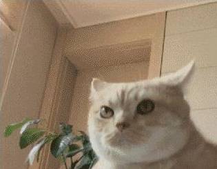 da21510d10034978958b268f5b6d3a4f.jpeg
