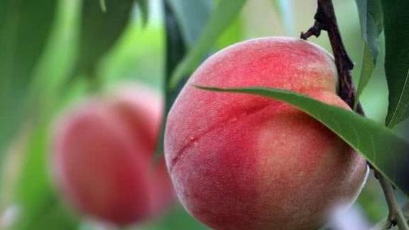 桃子怎么种植才会甜 bee1a686749f4b5fae7bb60bf7b45a3d.jpeg